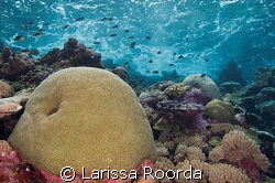 "Brain Waves"    Shallow brain coral seascape.  Solomon Isl. by Larissa Roorda 